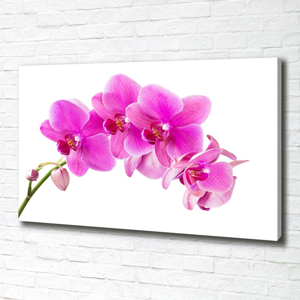 Tableau sur toile Orchidée rose