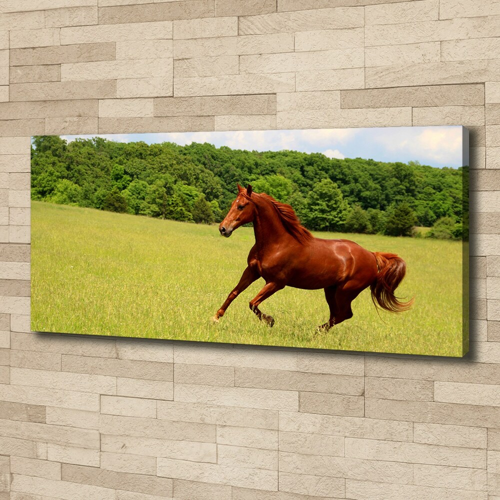 Tableau sur toile Cheval dans un pré