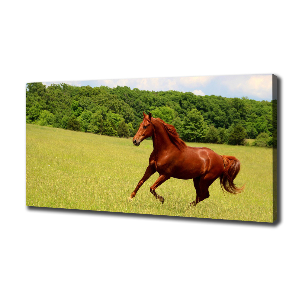 Tableau sur toile Cheval dans un pré