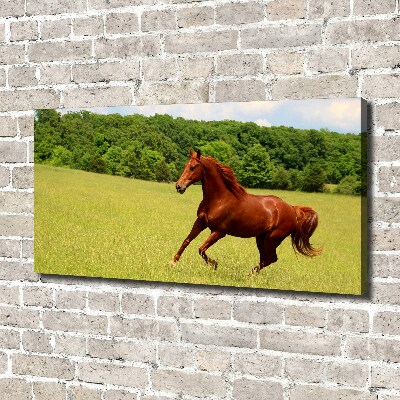 Tableau sur toile Cheval dans un pré