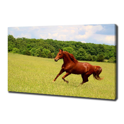 Tableau sur toile Cheval dans un pré