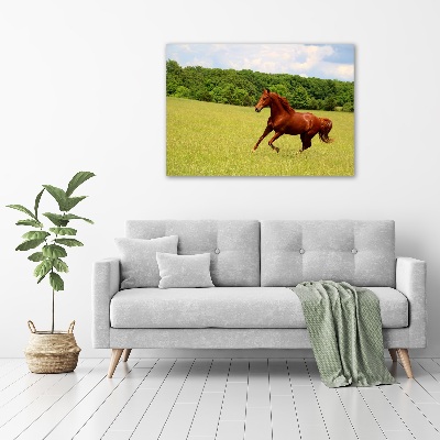 Tableau sur toile Cheval dans un pré