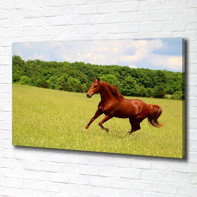 Tableau sur toile Cheval dans un pré