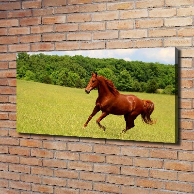 Tableau sur toile Cheval dans un pré