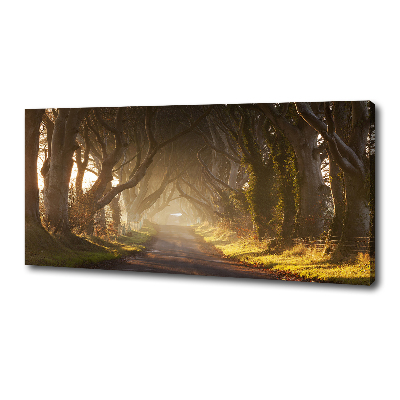 Tableau imprimé sur toile Brume dans la forêt