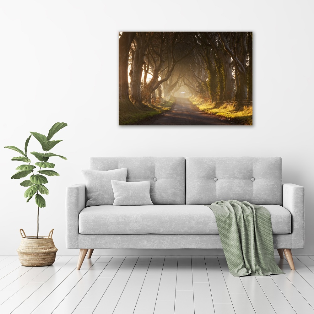 Tableau imprimé sur toile Brume dans la forêt