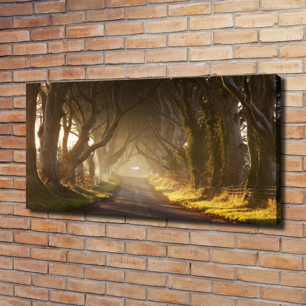 Tableau imprimé sur toile Brume dans la forêt