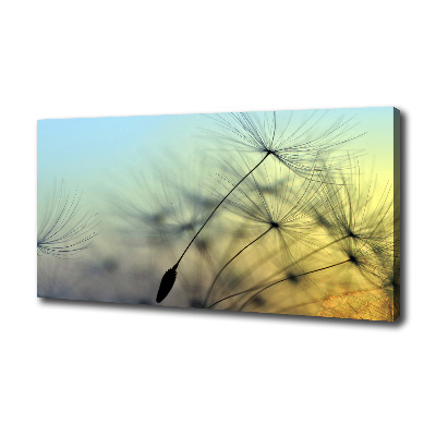 Tableau photo sur toile Pissenlit coucher de soleil