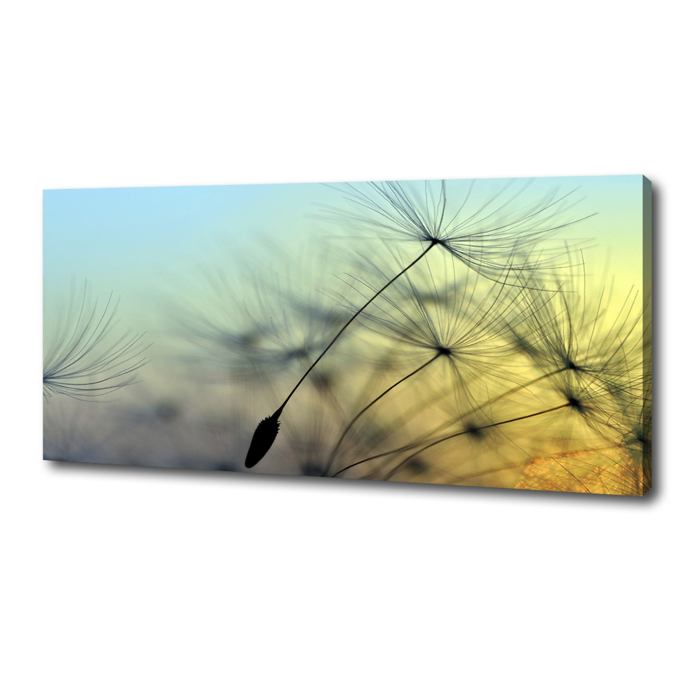 Tableau photo sur toile Pissenlit coucher de soleil