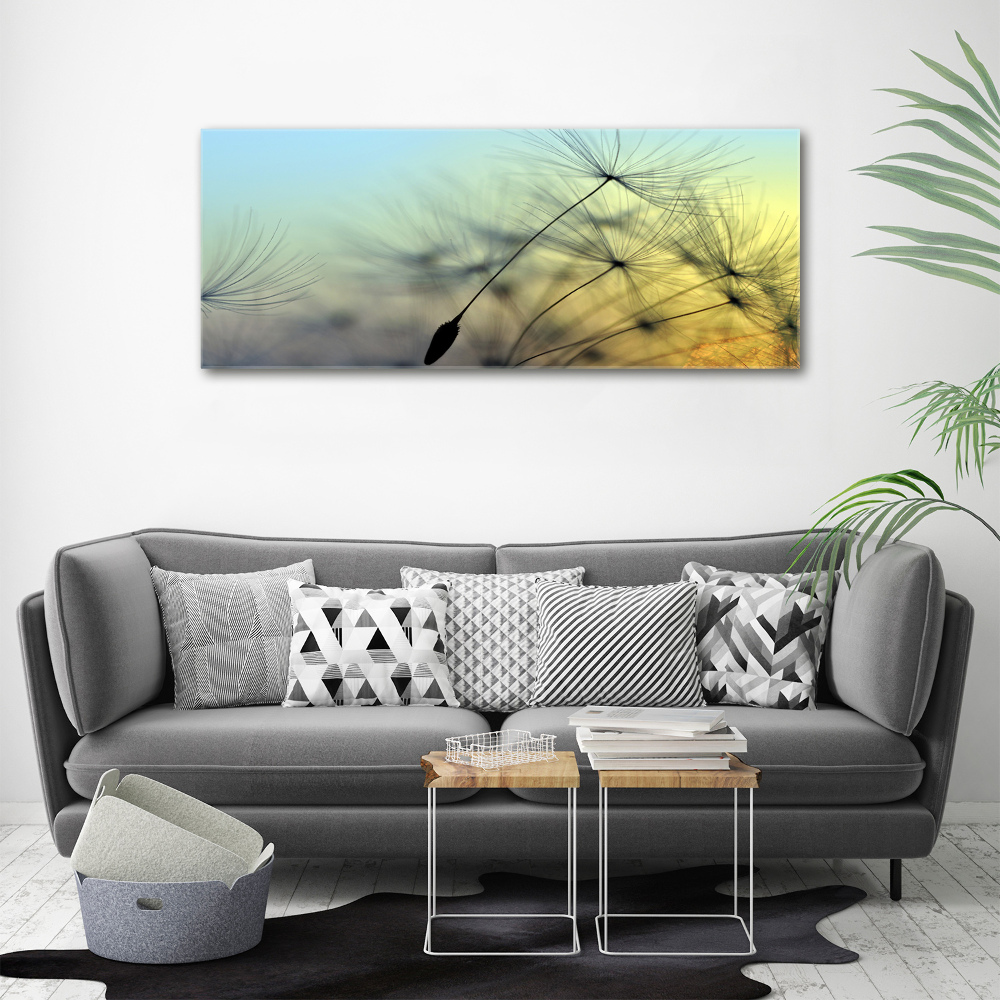 Tableau photo sur toile Pissenlit coucher de soleil