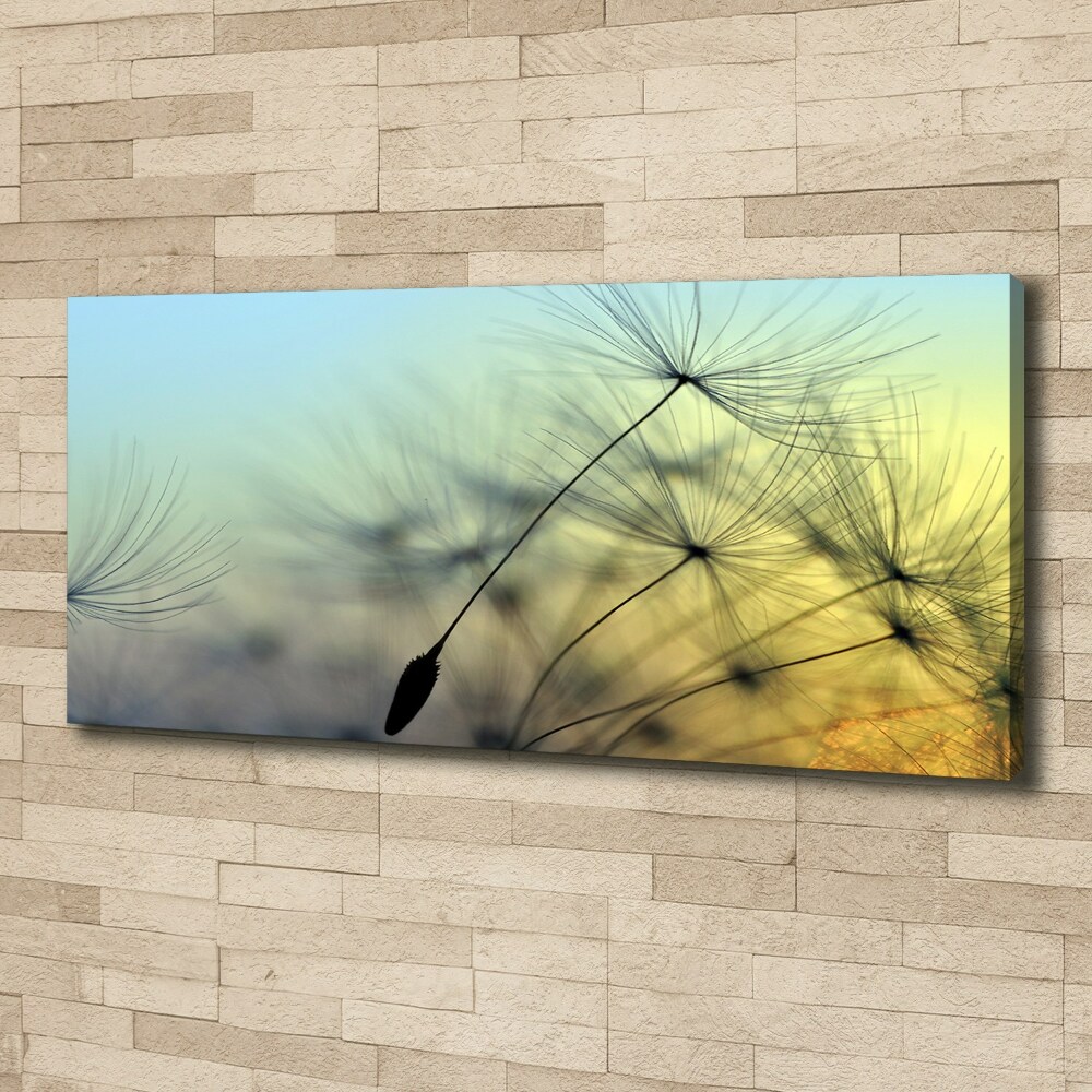 Tableau photo sur toile Pissenlit coucher de soleil