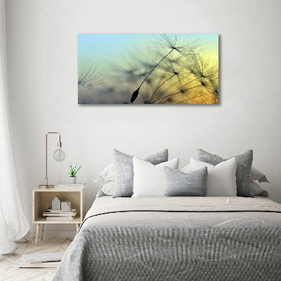 Tableau photo sur toile Pissenlit coucher de soleil