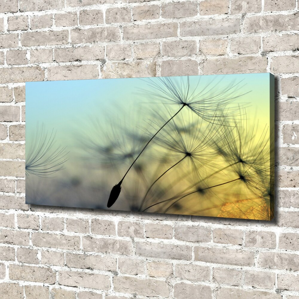 Tableau photo sur toile Pissenlit coucher de soleil