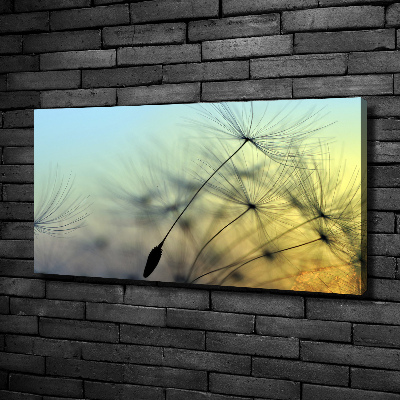 Tableau photo sur toile Pissenlit coucher de soleil