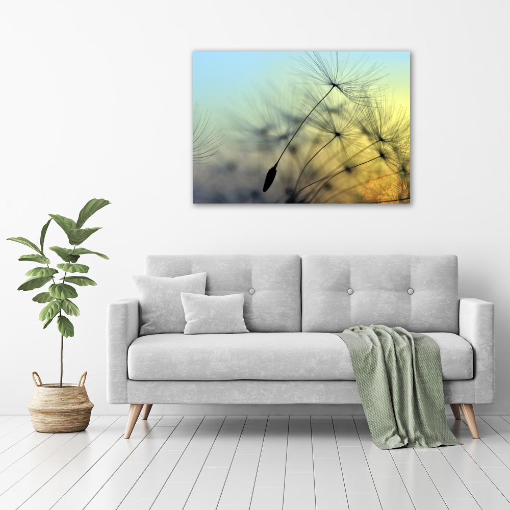 Tableau photo sur toile Pissenlit coucher de soleil