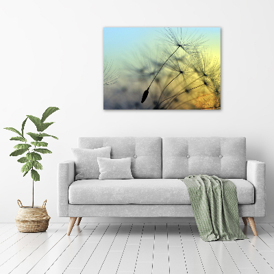 Tableau photo sur toile Pissenlit coucher de soleil