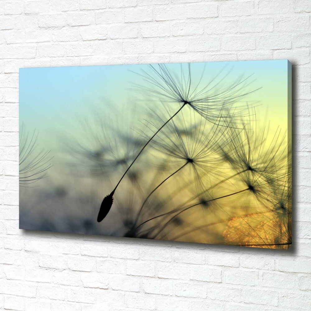 Tableau photo sur toile Pissenlit coucher de soleil