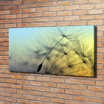 Tableau photo sur toile Pissenlit coucher de soleil