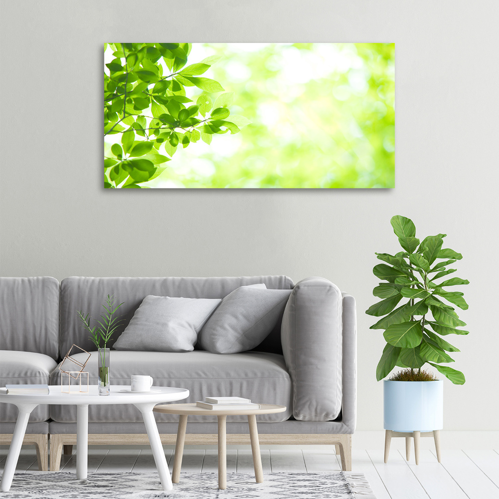 Tableau photo sur toile Feuilles