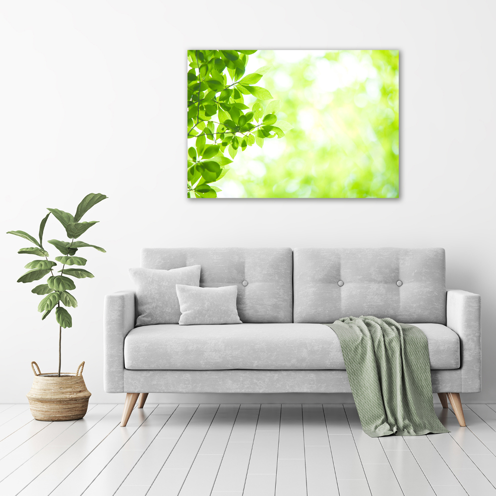 Tableau photo sur toile Feuilles