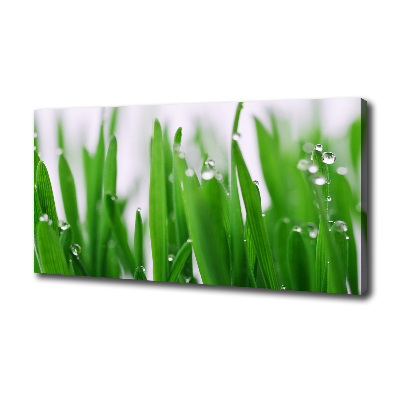 Tableau mural sur toile Tiges d'herbe