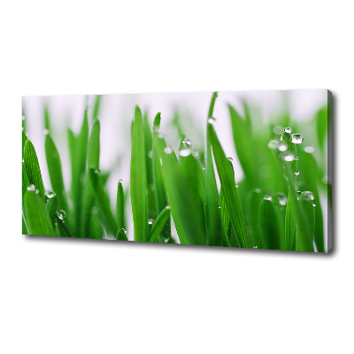 Tableau mural sur toile Tiges d'herbe