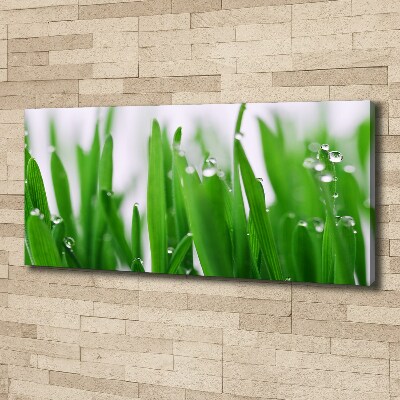 Tableau mural sur toile Tiges d'herbe