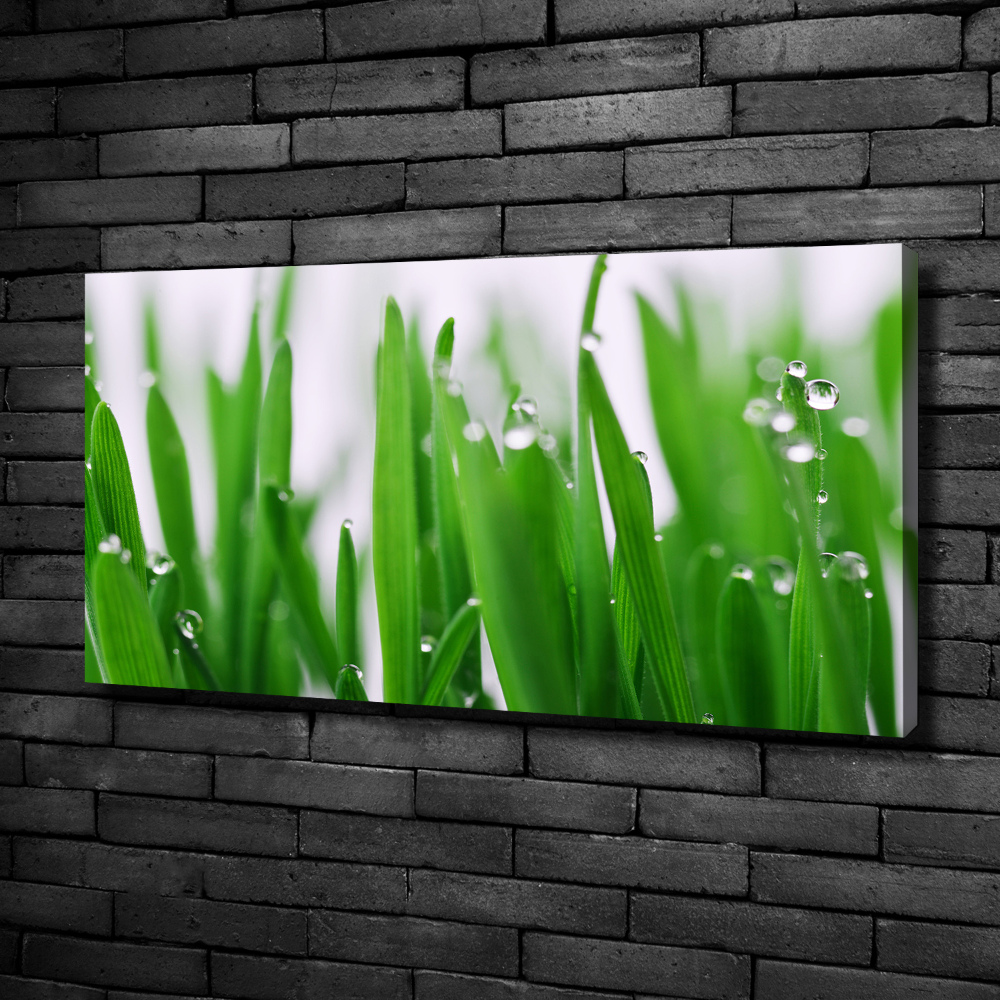 Tableau mural sur toile Tiges d'herbe