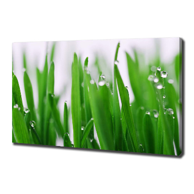 Tableau mural sur toile Tiges d'herbe