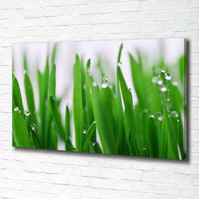 Tableau mural sur toile Tiges d'herbe