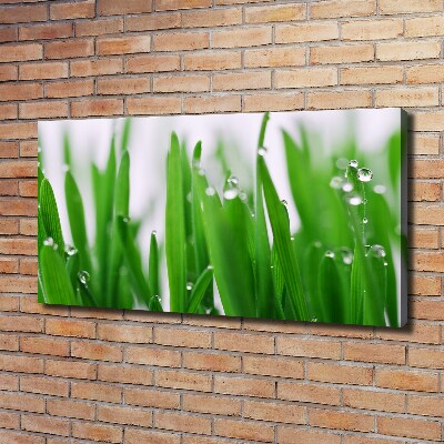 Tableau mural sur toile Tiges d'herbe