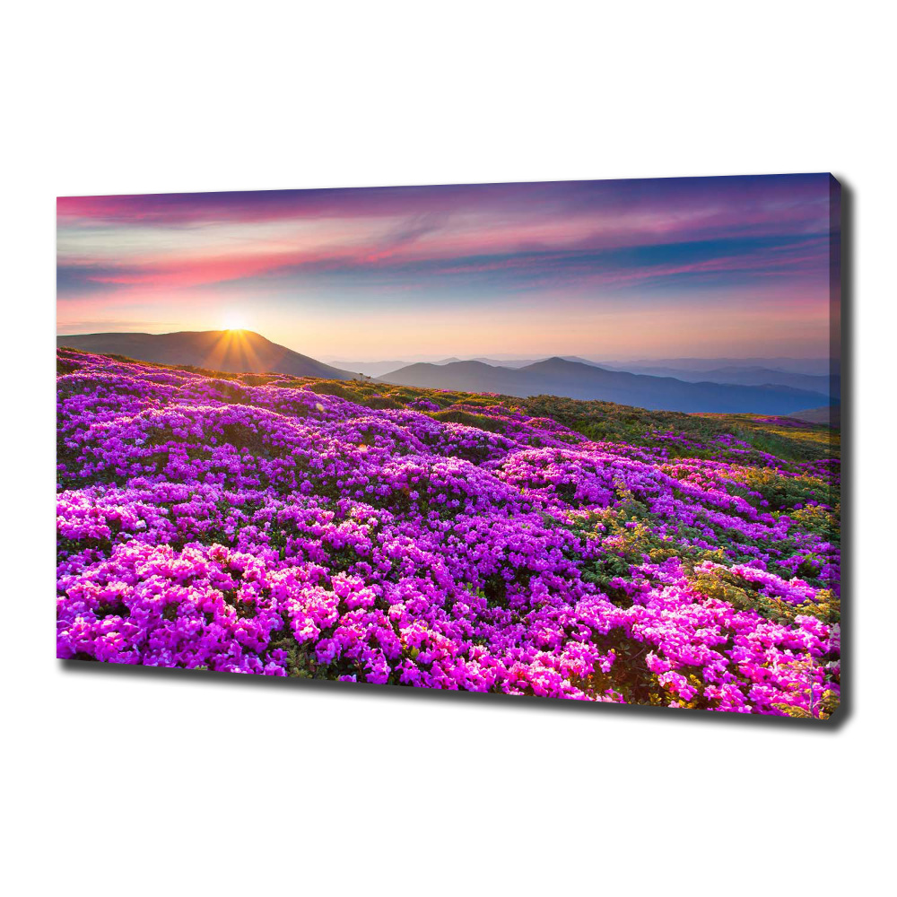 Tableau photo sur toile Fleurs en montagne