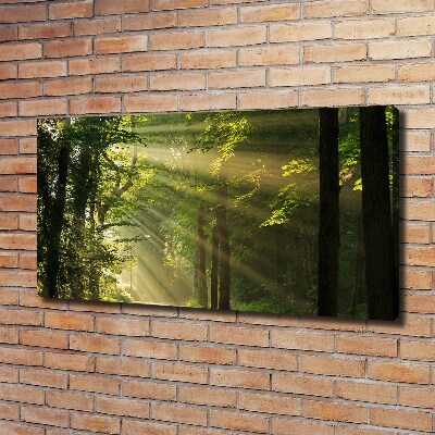 Tableau imprimé sur toile La forêt sous le soleil