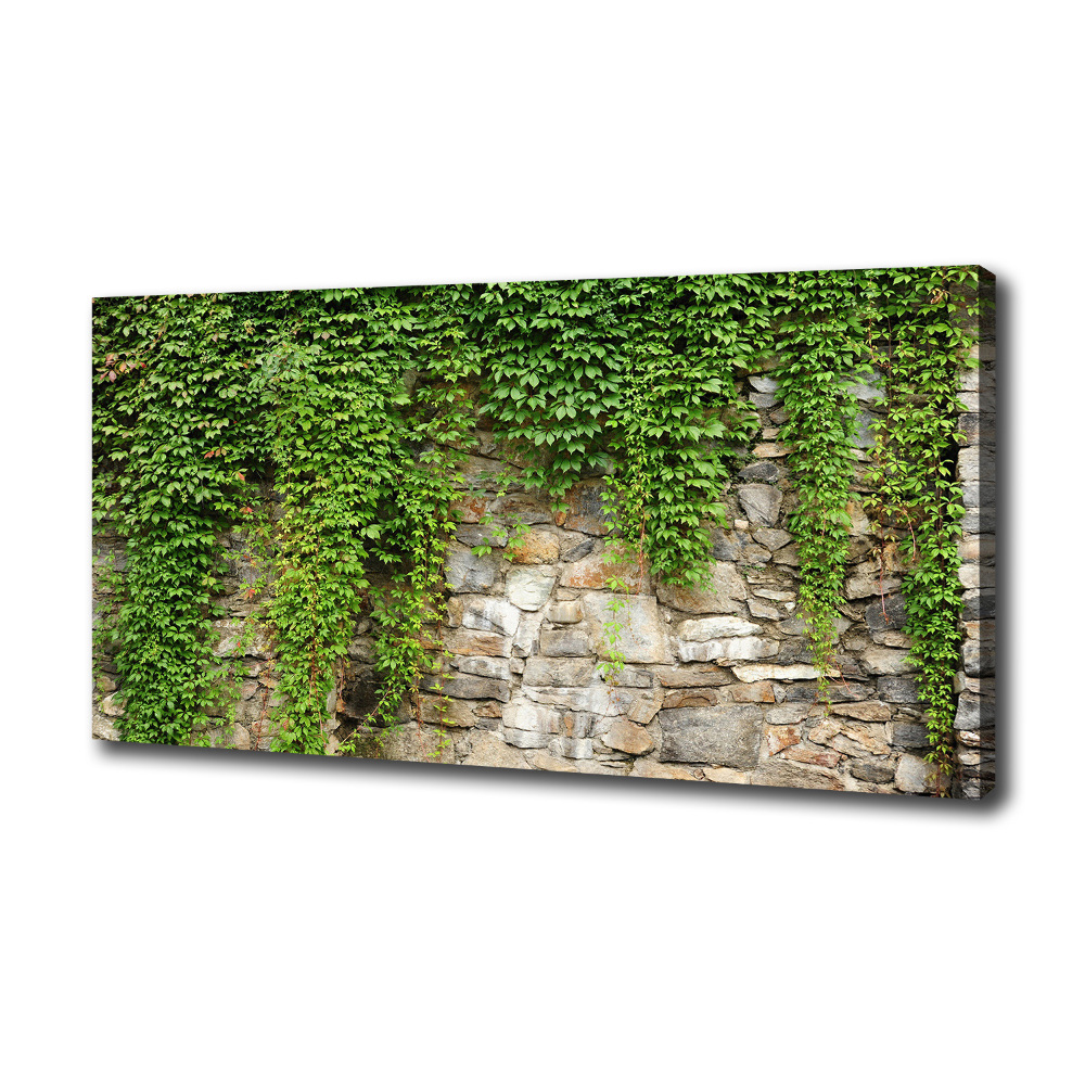 Tableau sur toile Lierre vert