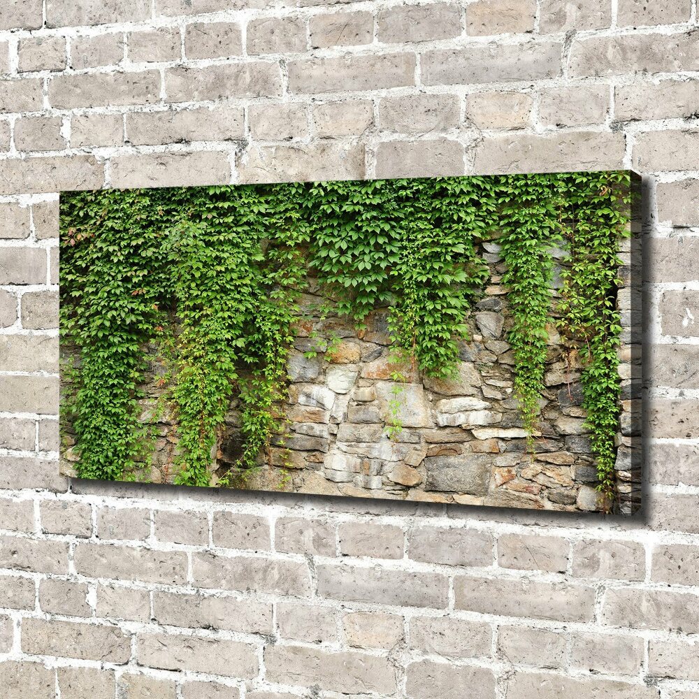 Tableau sur toile Lierre vert