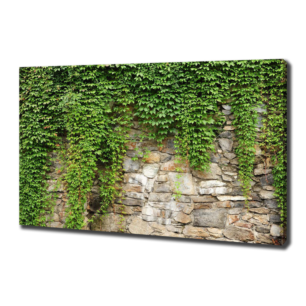 Tableau sur toile Lierre vert