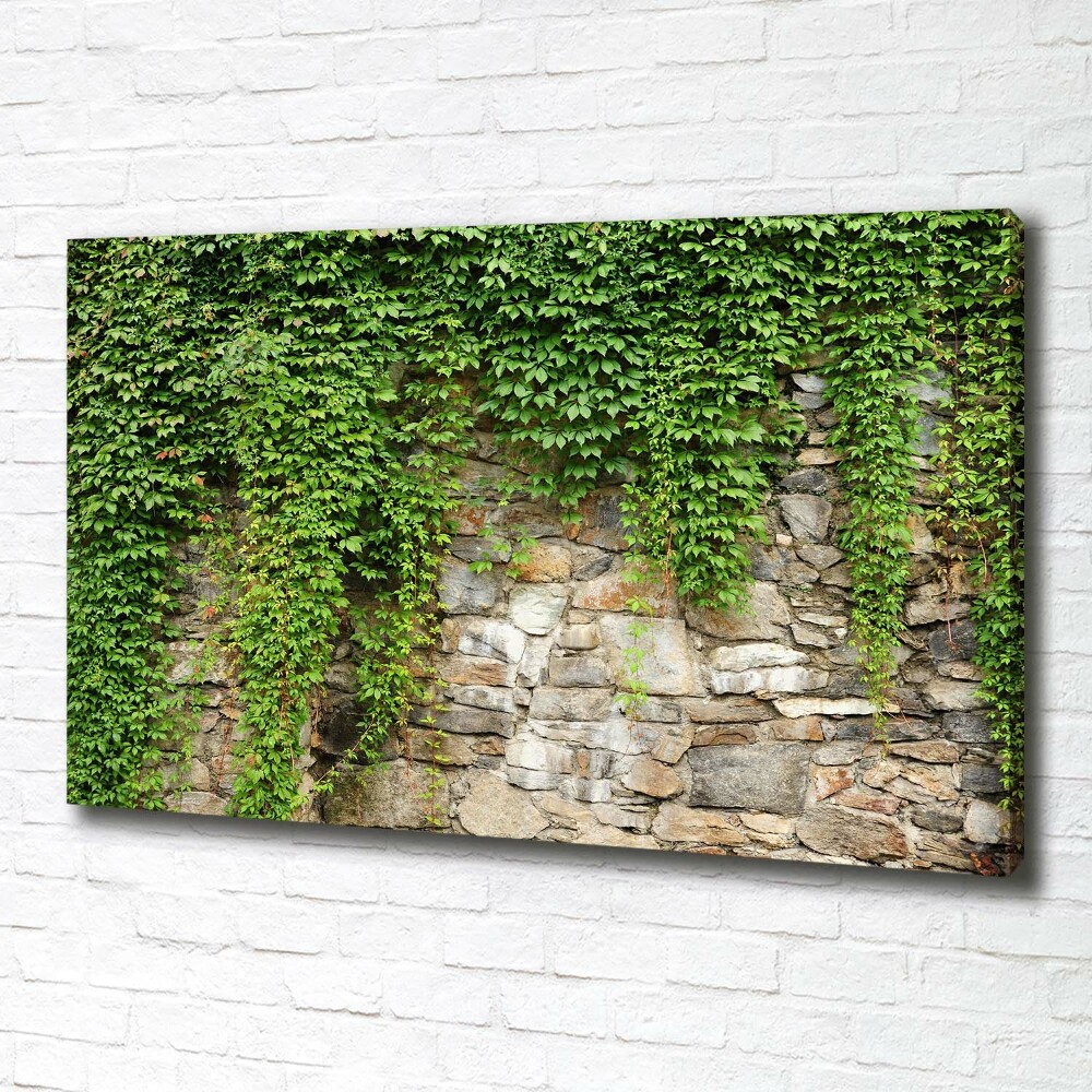 Tableau sur toile Lierre vert