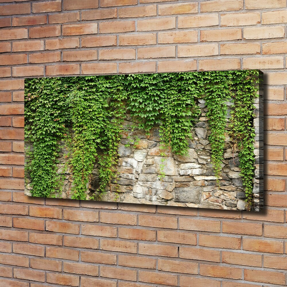 Tableau sur toile Lierre vert