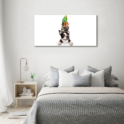 Tableau photo sur toile Groupe d'animaux