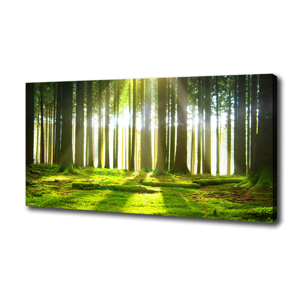 Tableau photo sur toile Forêt au soleil