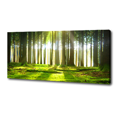 Tableau photo sur toile Forêt au soleil