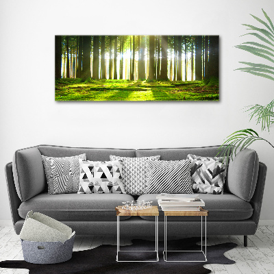 Tableau photo sur toile Forêt au soleil