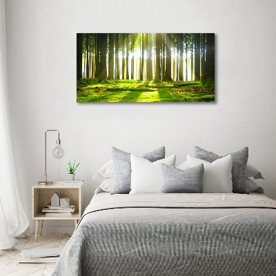 Tableau photo sur toile Forêt au soleil