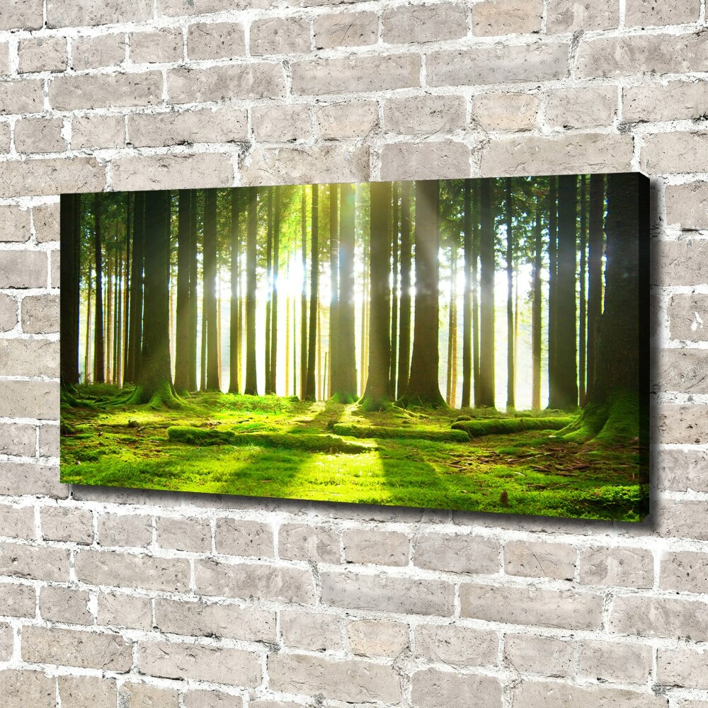 Tableau photo sur toile Forêt au soleil