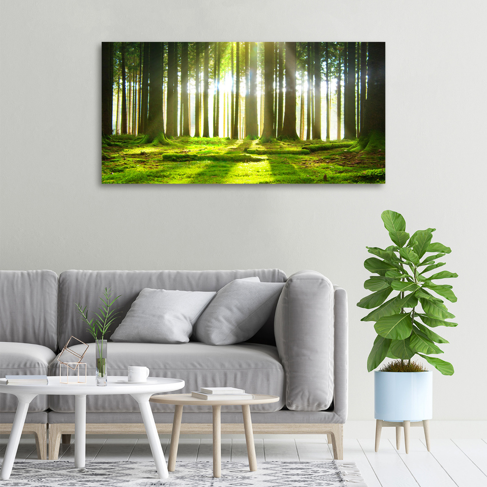 Tableau photo sur toile Forêt au soleil