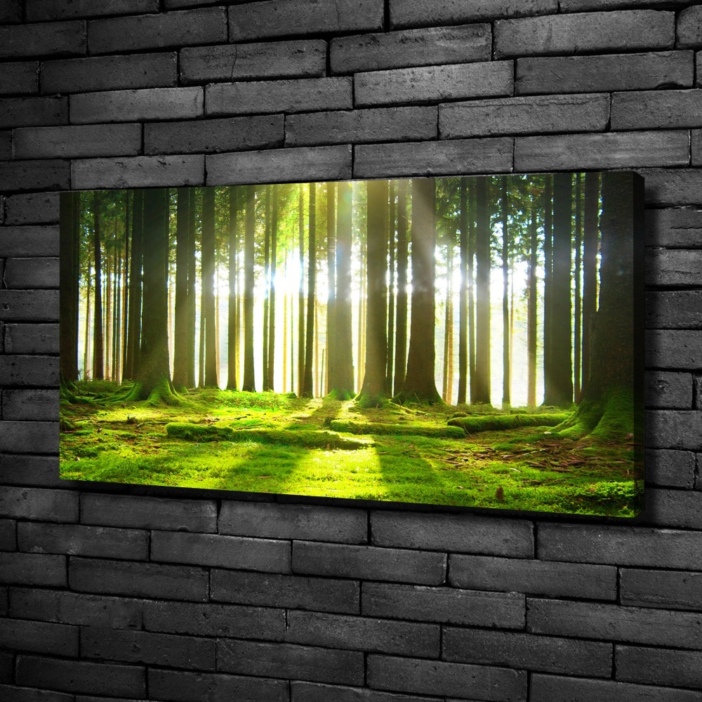 Tableau photo sur toile Forêt au soleil