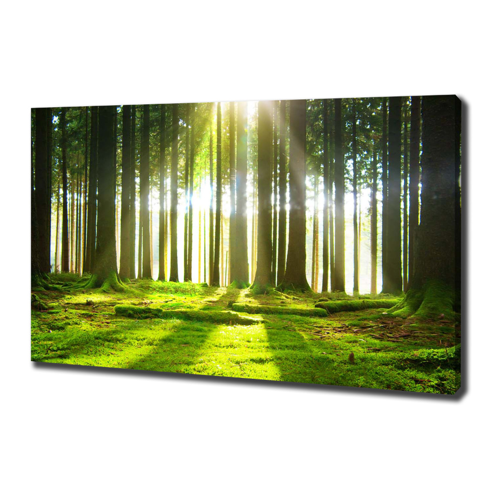 Tableau photo sur toile Forêt au soleil