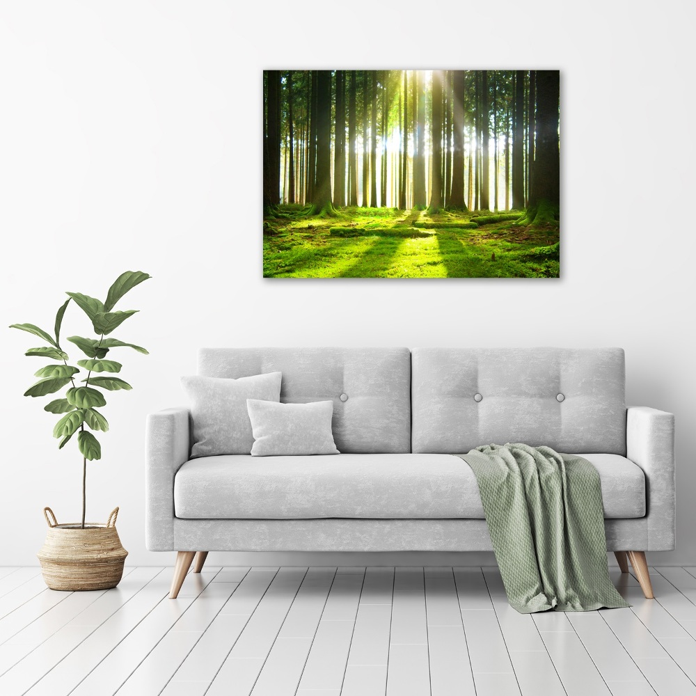 Tableau photo sur toile Forêt au soleil