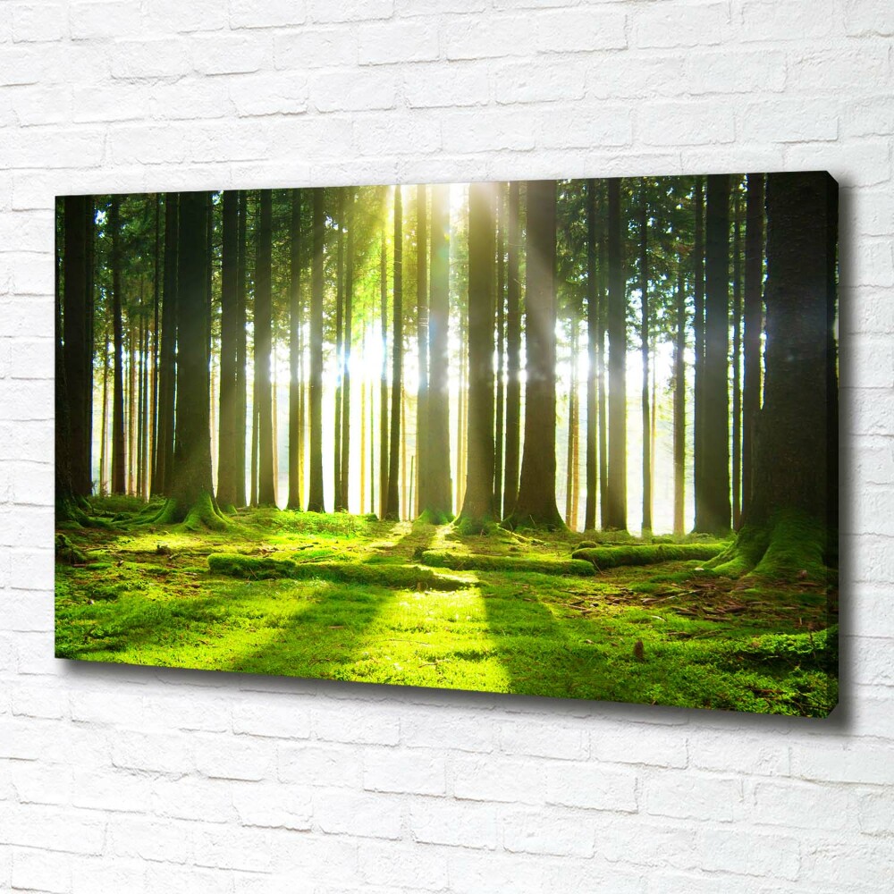 Tableau photo sur toile Forêt au soleil