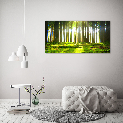 Tableau photo sur toile Forêt au soleil